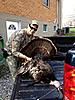 Kentucky Gobblers on the ground!-driveway.jpg