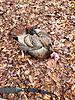 Foggy Mountain Bird Down.....New Jersey-resized_20200425_090613-1-.jpeg