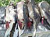 4 banded doves this weekend-100_1020.jpg
