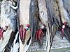 4 banded doves this weekend-100_1022.jpg