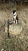 Pitbulls for Upland Birds?-49.jpg