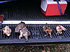 2009 Upland Game Season - ADD YOURS!-10-8-01partial-harvest.jpg