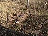 No giant but my personal best buck harvested-versailles-buck-2.jpg