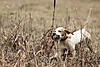 A few pictures from a quail hunt this week-image.jpeg