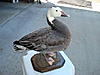 Blue goose mount pix-bluegoose1.jpg