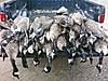 Best Goose hunt of the year!-pic-0150.jpg