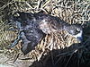 Help to identify this duck needed-img00308-20101017-1140.jpg