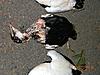 Pix from sea duck hunt off Rhode Island &amp; Mass.-banded-eider.jpg