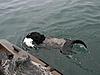 Pix from sea duck hunt off Rhode Island &amp; Mass.-kinky-drake-eider.jpg