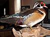 Great woodduck pic-copy-dscn7674.jpg