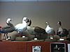 Goose mount collection-goose-mounts-office.jpg