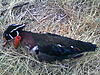 Thanksgiving hunts.-1126111747.jpg