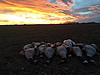 Last Weekend-geese-sunset.jpg