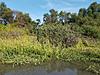 IL Duck Blind Brushed-20180929_163517-1-.jpg