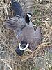 Duck and Goose Season Pictures-20191015_083653.jpg