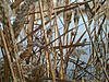 Mossy Oak Duck Blind or Mossy Oak Shadow Grass-grass.jpg