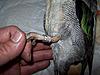 Banded Teal this morning-100_0394.jpg