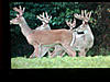 Some bucks we got a film in KY-phipps-velvet-scene.jpg