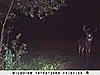 so close   these deer are getting to me-sunp0283.jpg