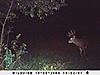 so close   these deer are getting to me-sunp0284.jpg