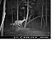 A few trail cam pics:-)-mdgc0016-1-.pdf