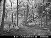 A few trail cam pics:-)-mdgc0016a.jpg