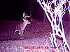 What Do You Think of this Buck?-forked-g2_7.jpg
