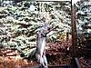 What Do You Think of this Buck?-2008-buck-hanging-game-pole.jpg