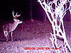 Score of This Buck?-forked-g2_5.jpg