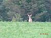 Deer Pics From NY-dscn0101.jpg