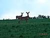 Deer Pics From NY-dscn0117.jpg