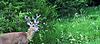 Rookie archery hunter needs help scoring a deer!!-game-cam2-204.jpg