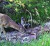Rookie archery hunter needs help scoring a deer!!-game-cam2-193-1.jpg
