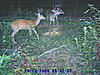 Buck pics taken within last 7 days / *HUGE* 6 pointer-sunp0037.jpg