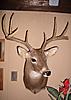 Got My Illinois Buck Back Today-picture-006-3.jpg