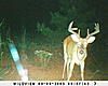 Buck pics taken within last 7 days / *HUGE* 6 pointer-buck1.jpg