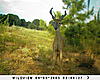 Buck pics taken within last 7 days / *HUGE* 6 pointer-sunp0417.jpg