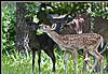 Anyone ever seen/heard of this?-black-fawn.jpg