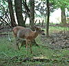 Score this Buck.-pict0004.jpg