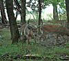 Score this Buck.-pict0007.jpg