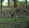 Score this Buck.-pict0022.jpg