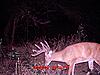 help me age and score this buck-buck2-88.jpg