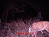 help me age and score this buck-buck3-88.jpg