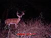 help me age and score this buck-mdgc0007.jpg