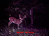 Big White Tail in Illinois-8-22-2010-deer-1-008.jpg