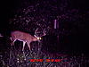 Big White Tail in Illinois-8-22-2010-deer-1-015.jpg