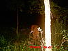 Big White Tail in Illinois-deer-pic-7-11-10-006.jpg