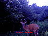 Big White Tail in Illinois-7-18-10-deer-002.jpg