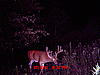 Big White Tail in Illinois-7-18-10-deer-008.jpg
