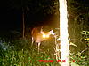 Big White Tail in Illinois-7-18-10-deer-041.jpg